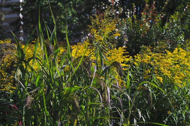 Free stock image of Blooming grass created by Mikhail