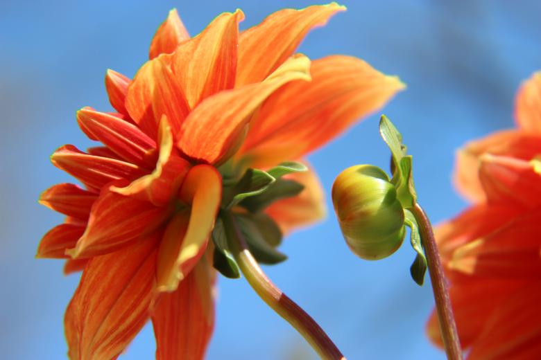 Free stock image of Big Orange created by renato valadez