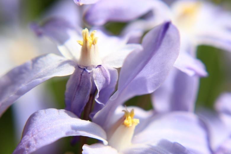 Free stock image of Lady In Purple created by renato valadez