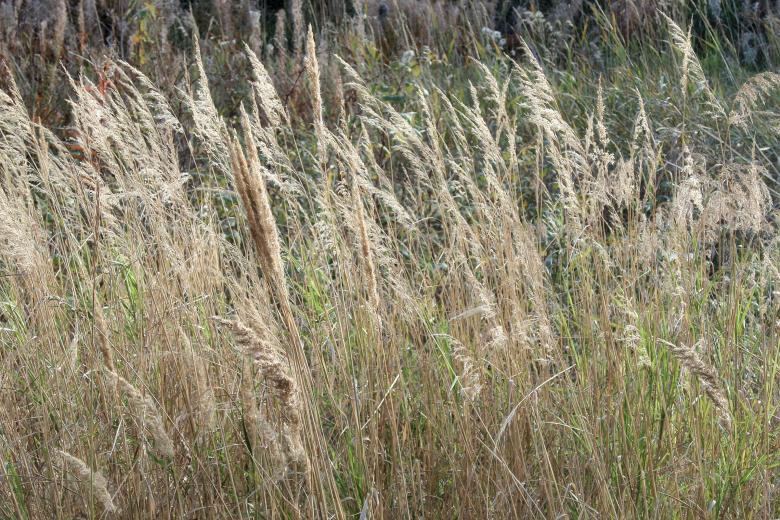 Free stock image of Dried autumn reed created by Mikhail