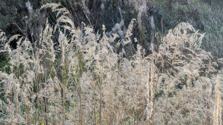 Free stock image of Dried autumn reed created by Mikhail