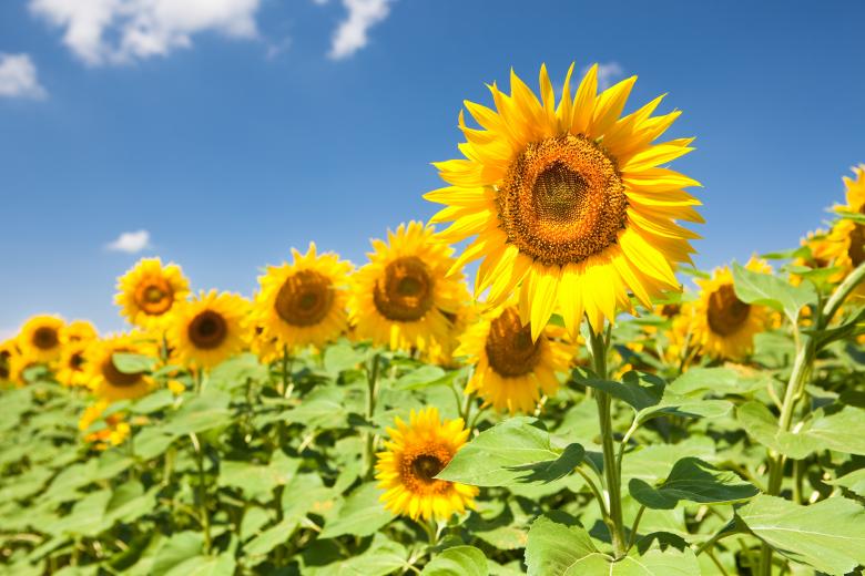 Free stock image of sunflowers in the field created by 2happy