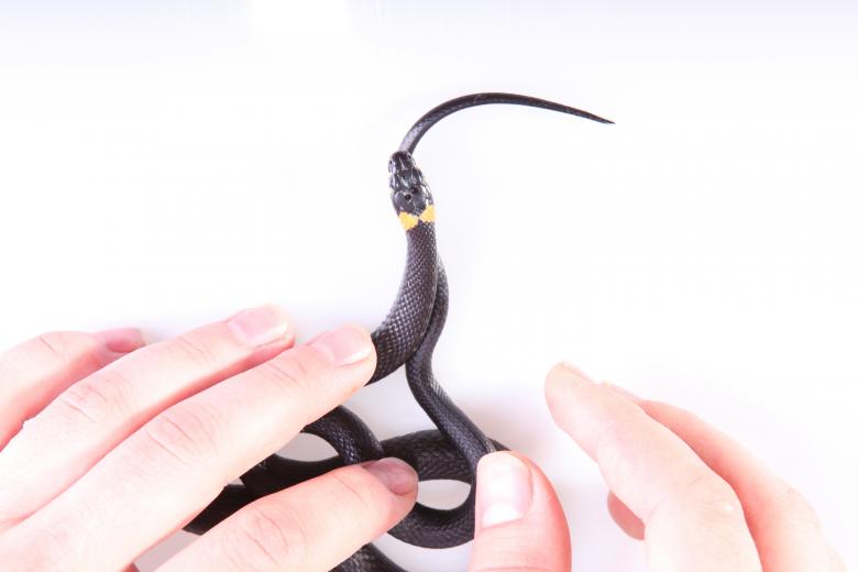 Free stock image of Grassnake created by 2happy