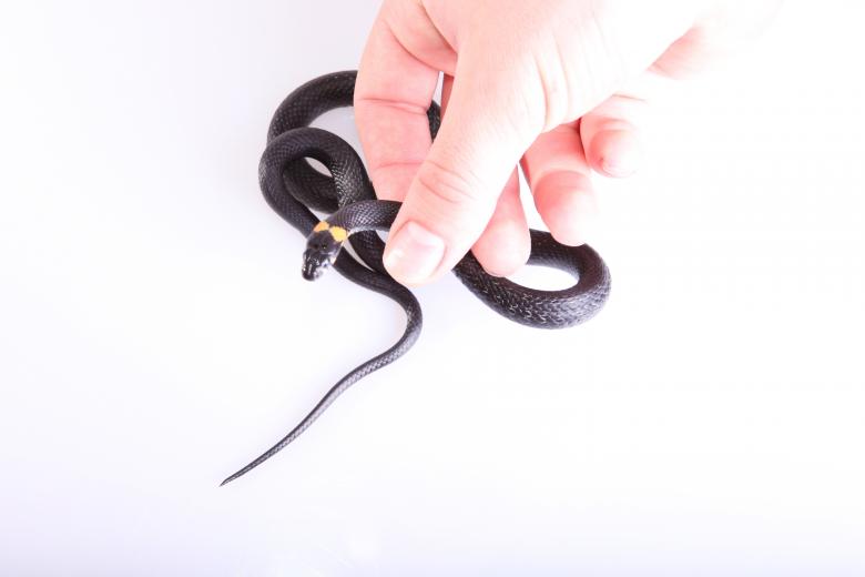 Free stock image of Grassnake in hand created by 2happy