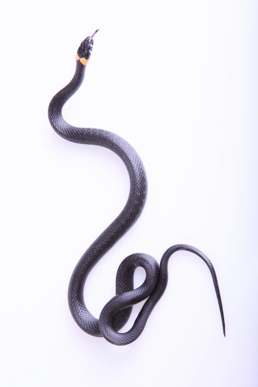 Free stock image of Grassnake created by 2happy
