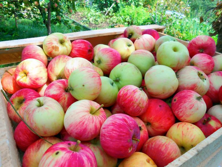 Free stock image of apples created by 2happy