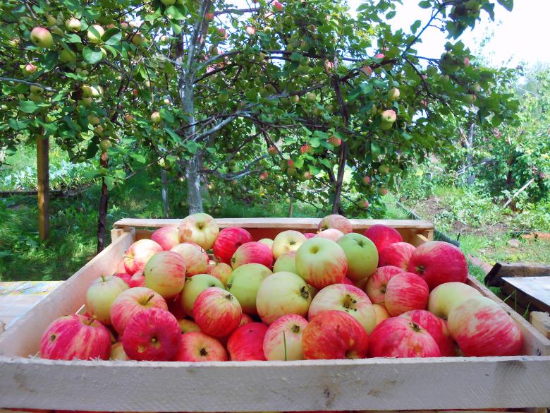 Free stock image of apples created by 2happy