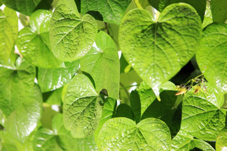 Free stock image of Green leaves created by 2happy