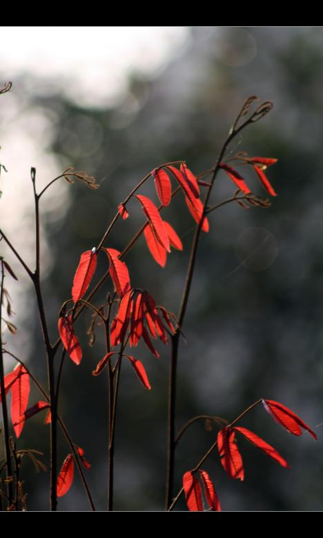 Free stock image of Red leaves created by sanjay kumar