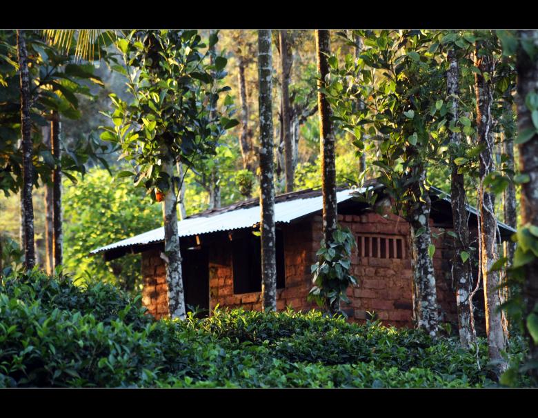 Free stock image of House in the woods created by sanjay kumar