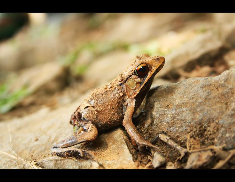 Free stock image of Frog created by sanjay kumar