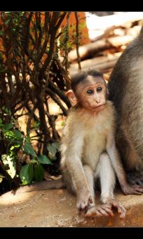 Monkey - Free Stock Photo