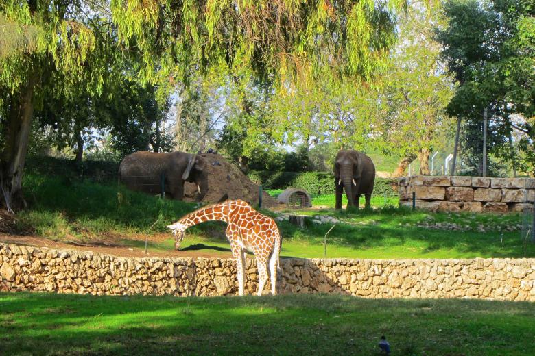 Free stock image of giraffe created by 2happy