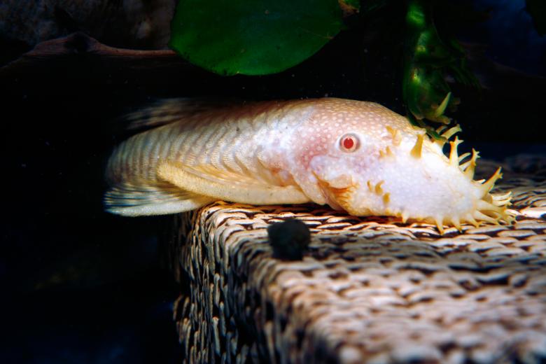 Free stock image of Aquarium fish created by 2happy
