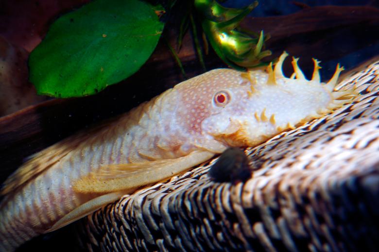 Free stock image of Aquarium fish created by 2happy