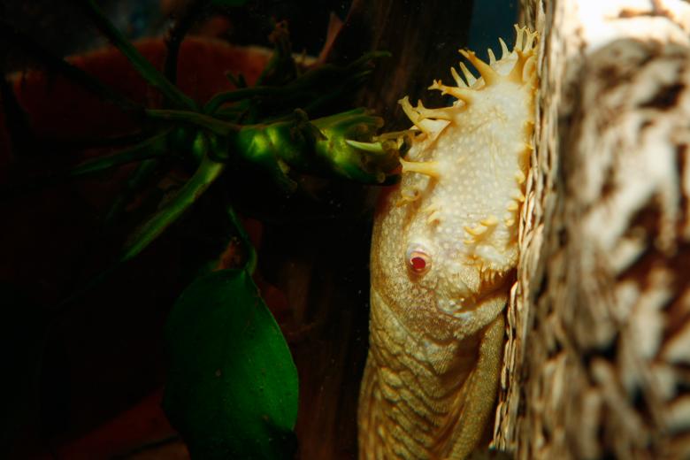 Free stock image of Aquarium fish created by 2happy