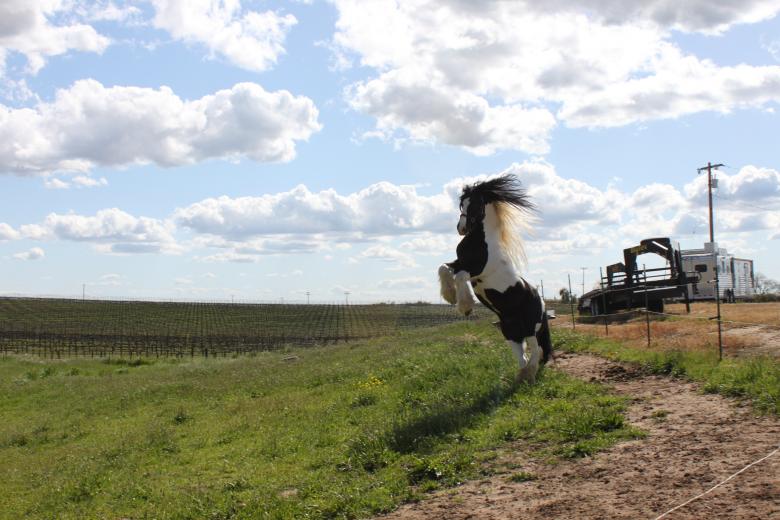 Free stock image of Gypsy vanner stallion created by dana richardson