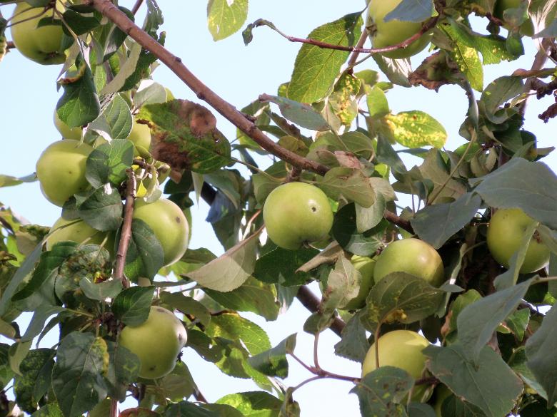 Free stock image of Ripe green apples on a tree created by Mikhail