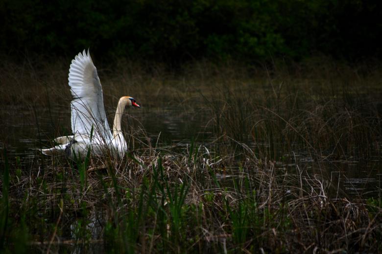 Free stock image of Swan created by Heather Elaine Kitchen
