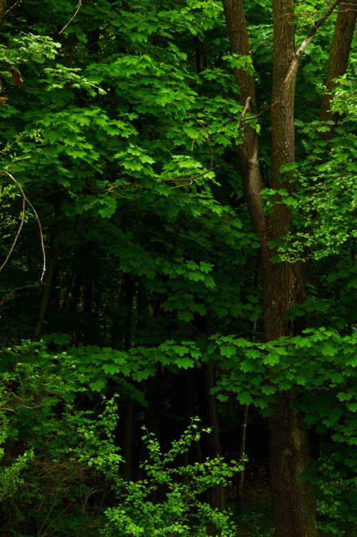 Free stock image of Trees created by Heather Elaine Kitchen