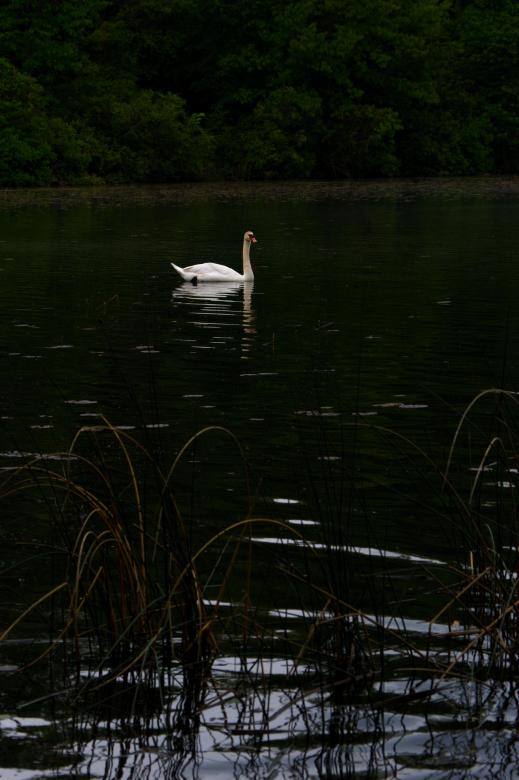 Free stock image of Swan created by Heather Elaine Kitchen