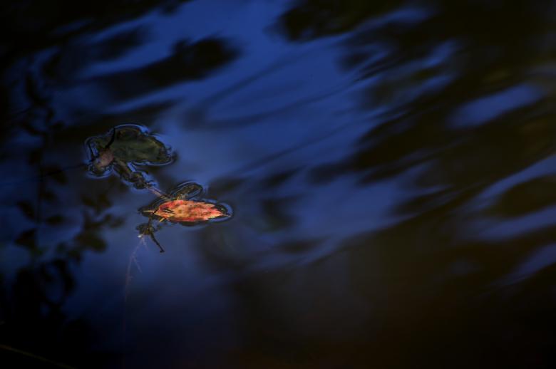 Free stock image of Leaf on Water created by Heather Elaine Kitchen