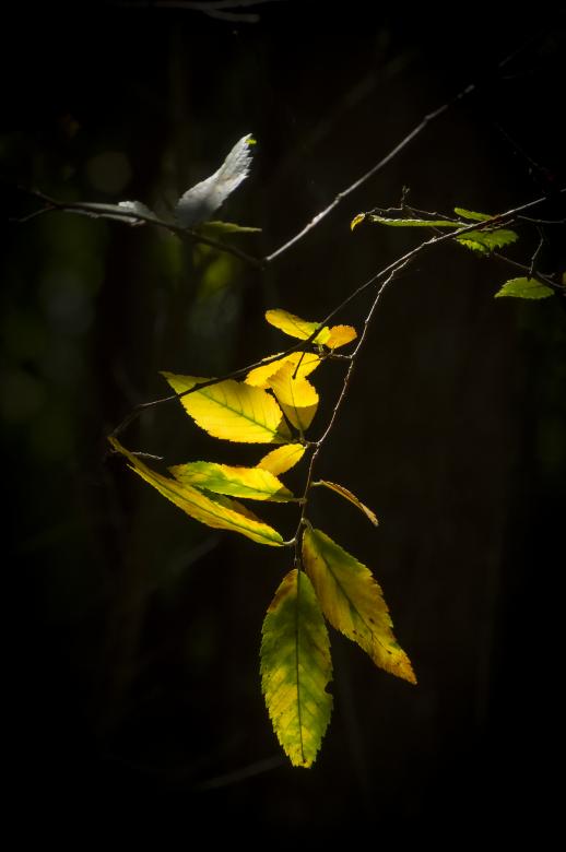 Free stock image of Leaves created by Heather Elaine Kitchen