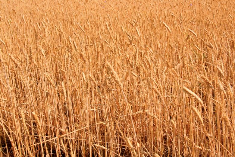 Free stock image of Wheat created by 2happy