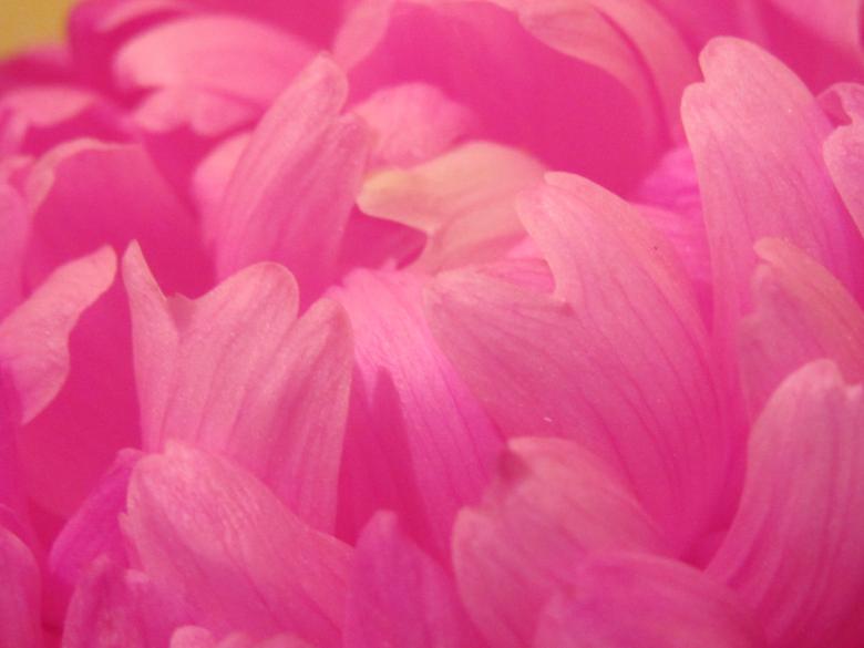 Free stock image of Pink flower pedals created by Boris Kyurkchiev