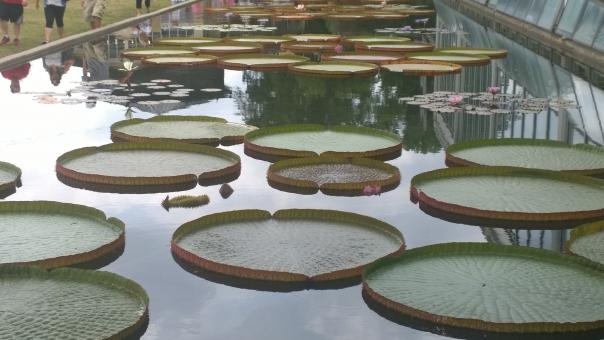 Lily Pads - Free Stock Photo