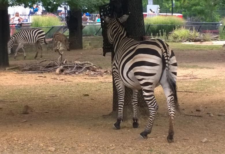Free stock image of Zebra created by iblushay pamela