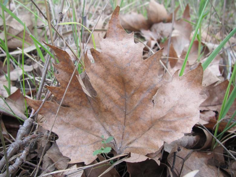 Free stock image of Autumn leaf created by Boris Kyurkchiev