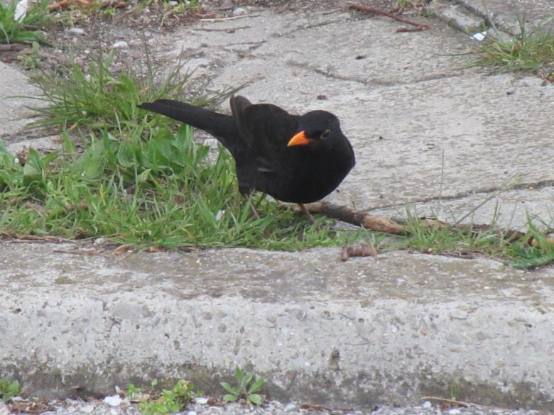 Free stock image of Black bird created by Boris Kyurkchiev