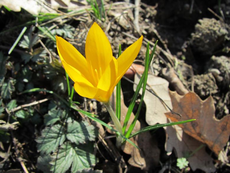 Free stock image of Pretty yellow crocus flower created by Boris Kyurkchiev