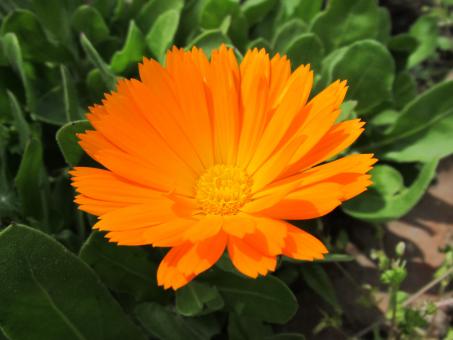 Free Stock Photo of Pretty orange flower