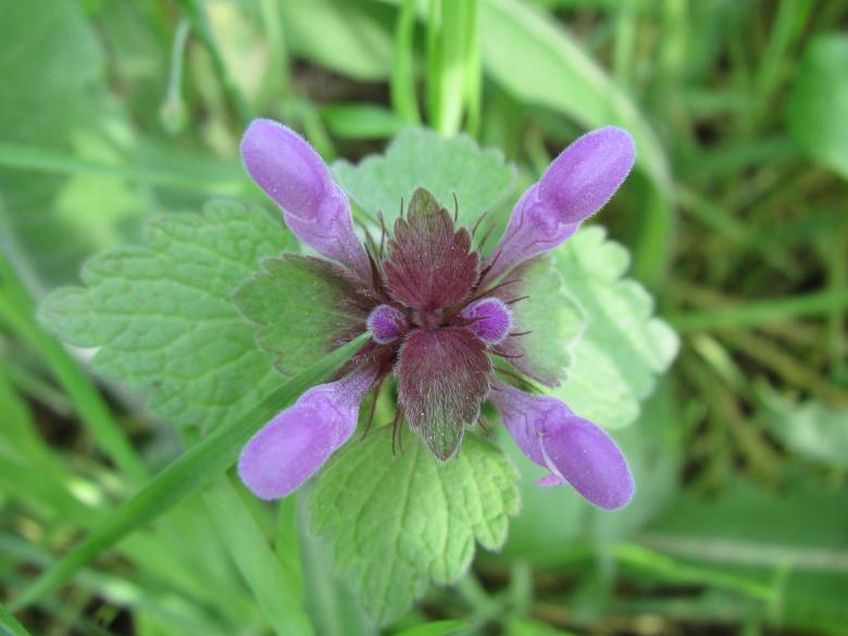 Free stock image of Pretty purple flower created by Boris Kyurkchiev
