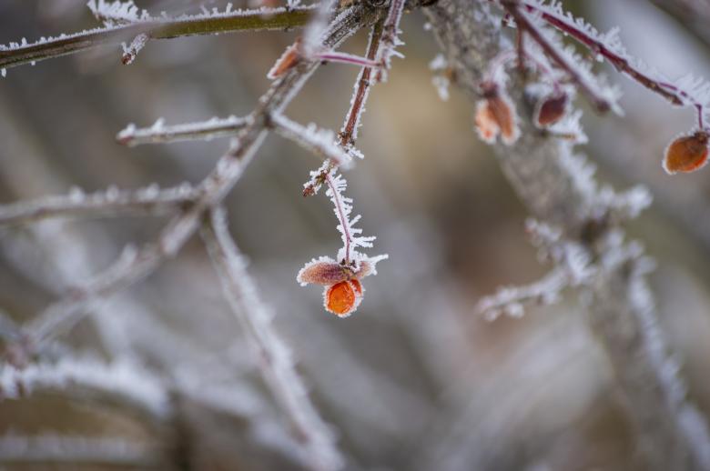 Free stock image of Frosty created by Heather Elaine Kitchen