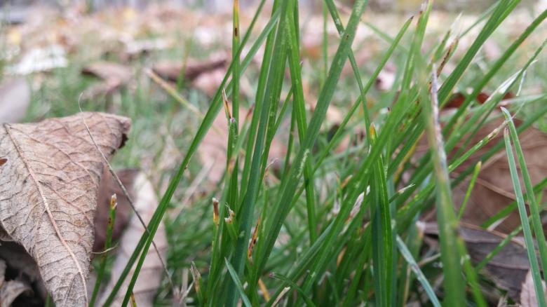 Free stock image of Grass created by iblushay pamela