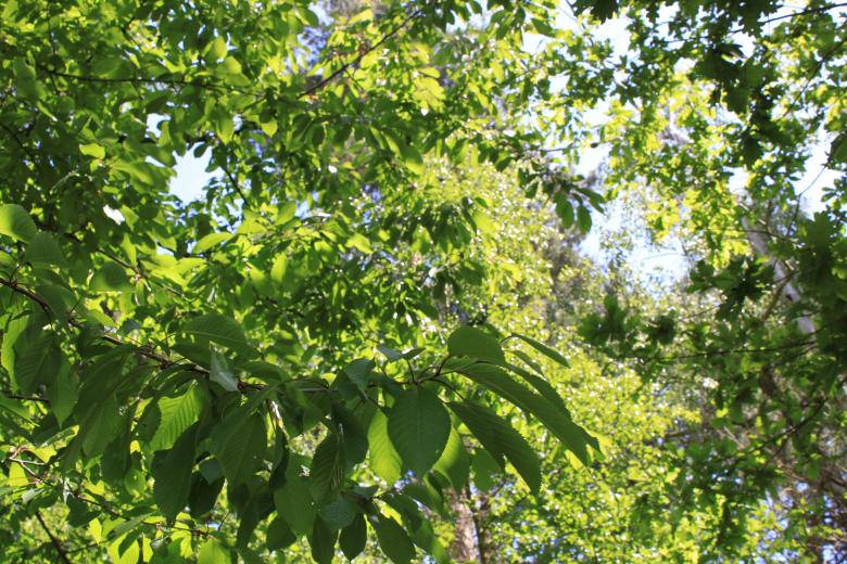 Free stock image of Trees created by Wady Galfskiy