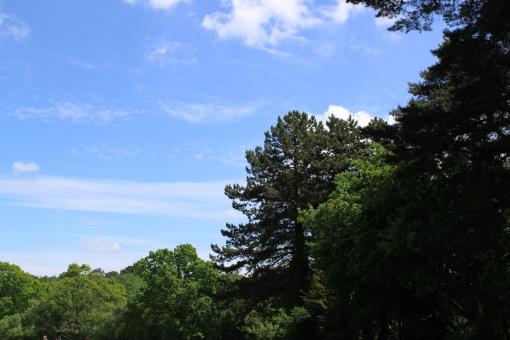 Free Stock Photo of Trees