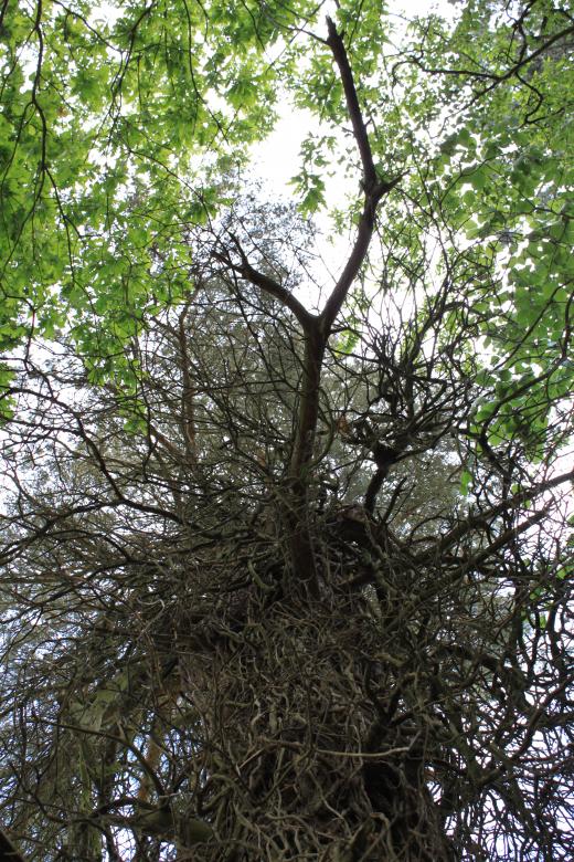 Free stock image of Trees created by Wady Galfskiy
