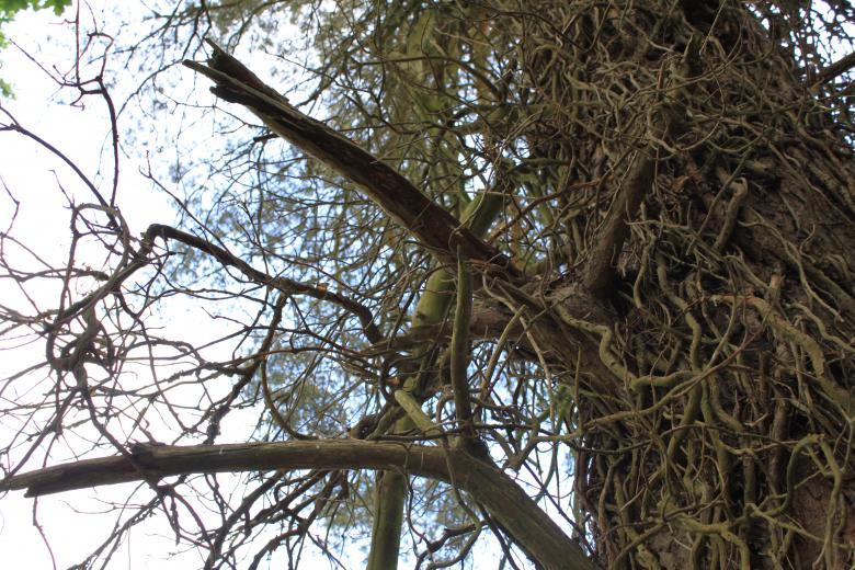 Free stock image of Trees created by Wady Galfskiy