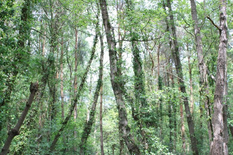 Free stock image of Trees created by Wady Galfskiy