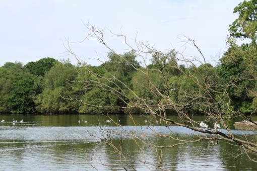 Free Stock Photo of Pond