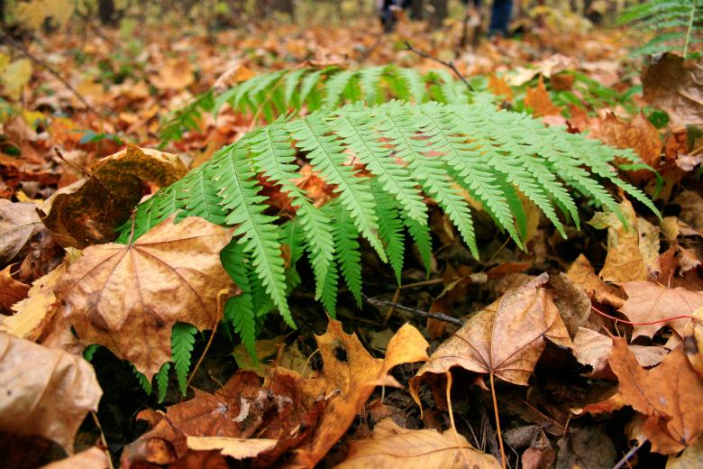 Free stock image of Fern created by 2happy