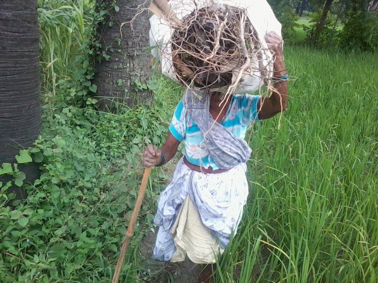Free stock image of Indian old lady farmer created by shhekhar kumar