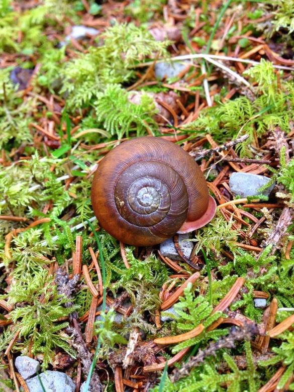 Free stock image of Escargot? created by Nature Girl
