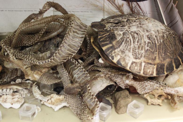 Free stock image of Snake Skin created by Val Lawless