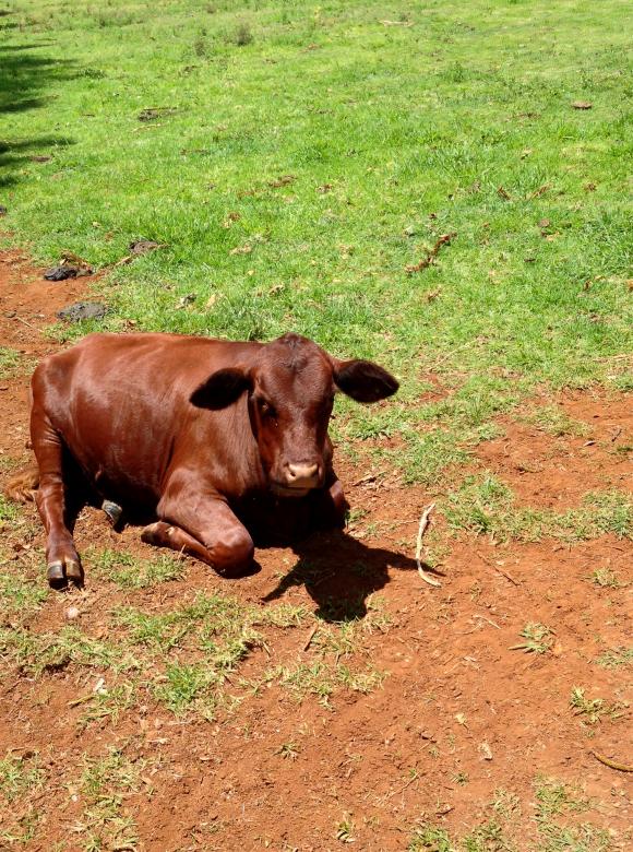 Free stock image of Calf laying in field created by Adam Sherman