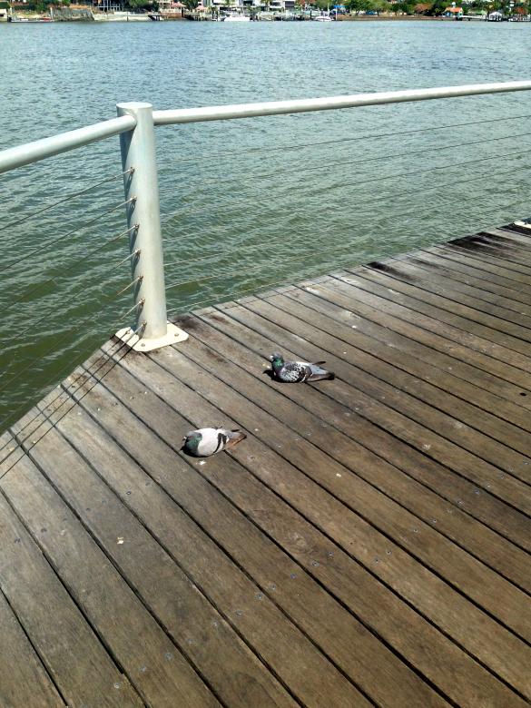 Free stock image of Pigeons on wooden jetty created by Adam Sherman